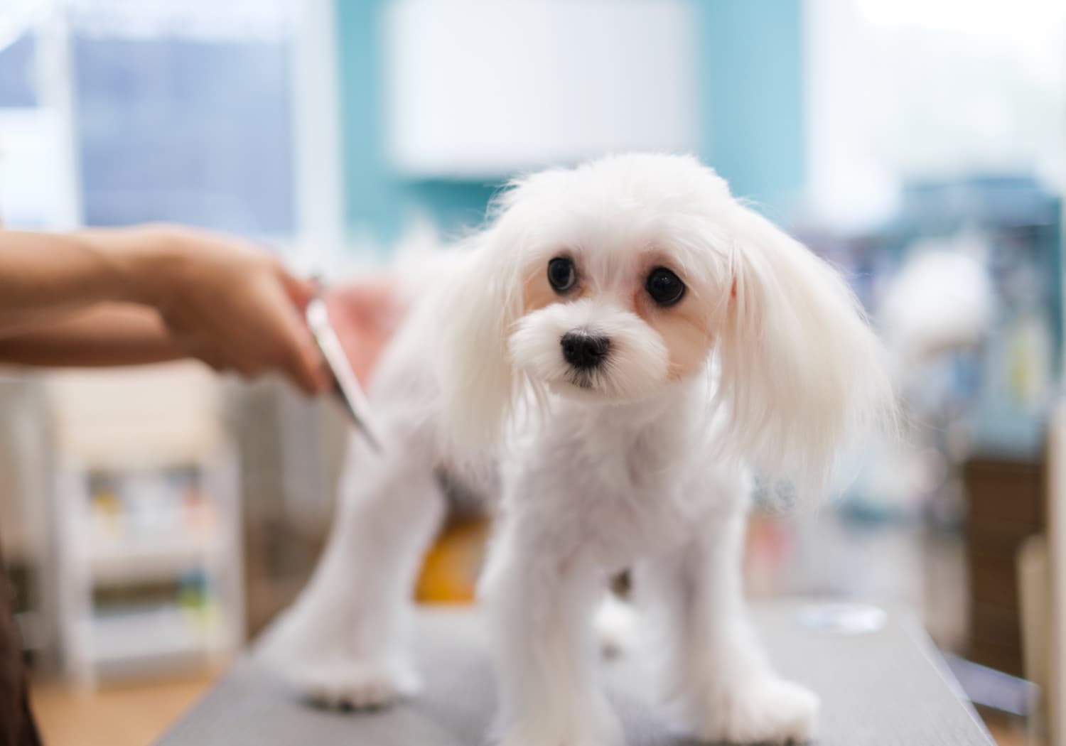 cheerful dog