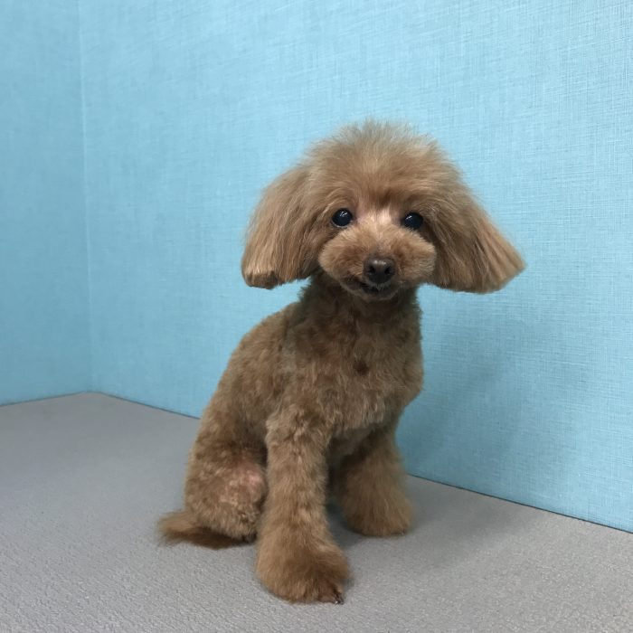 フルフルちゃん