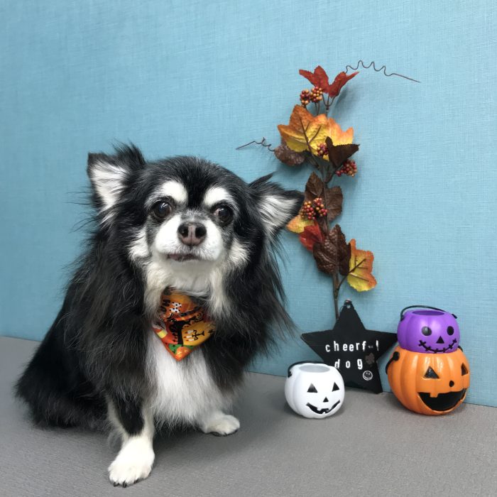 片岡　こまめちゃん