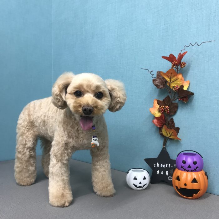 エルちゃん（トイプードル）