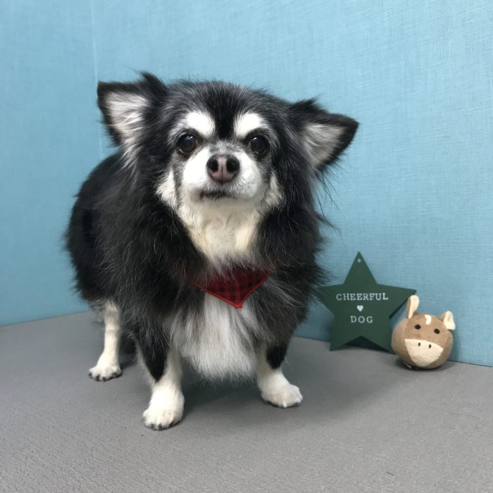 片岡　こまめちゃん