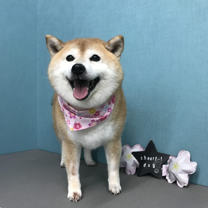 あんずちゃん（柴犬）