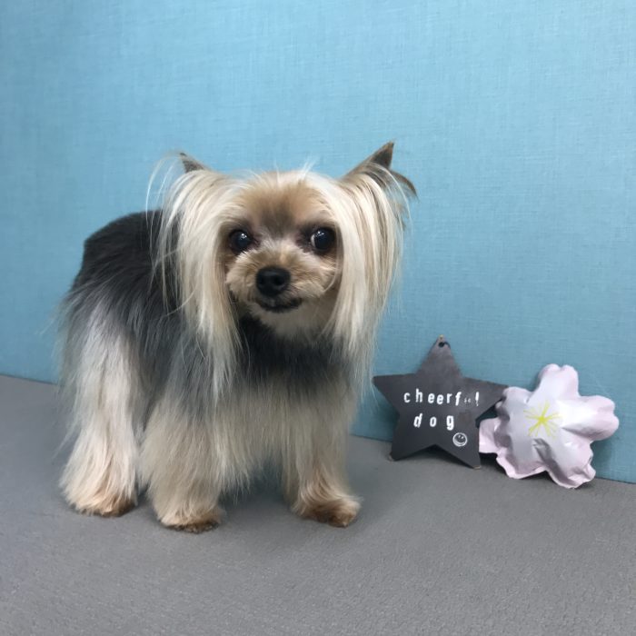 ちぃちゃん（ヨーキー）