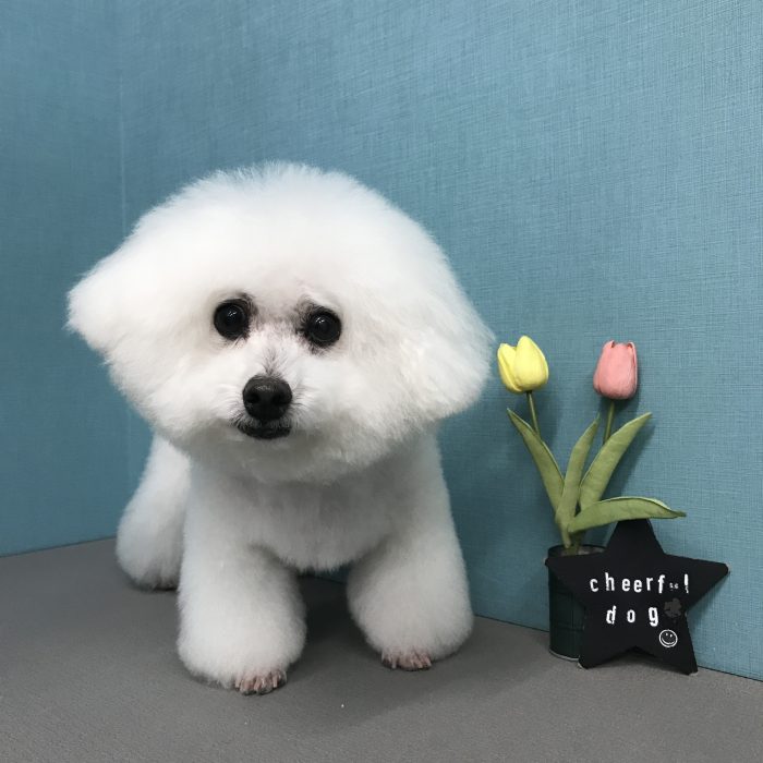 ワンワンくん（ビション）