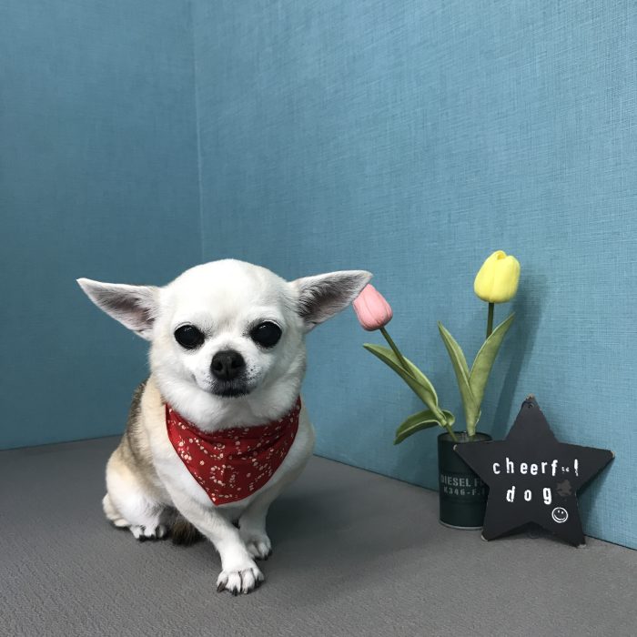 安高　マツちゃん