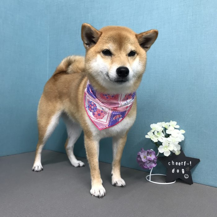 安田　むぎちゃん