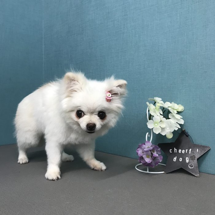 安高　ウメちゃん
