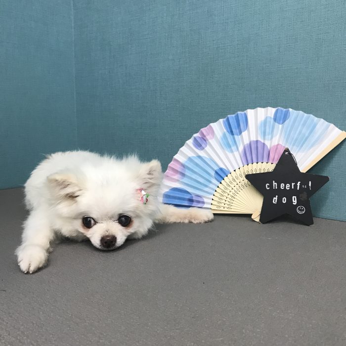 安高　ウメちゃん