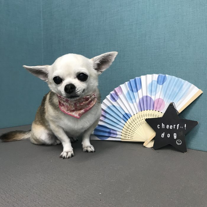 安高　マツちゃん