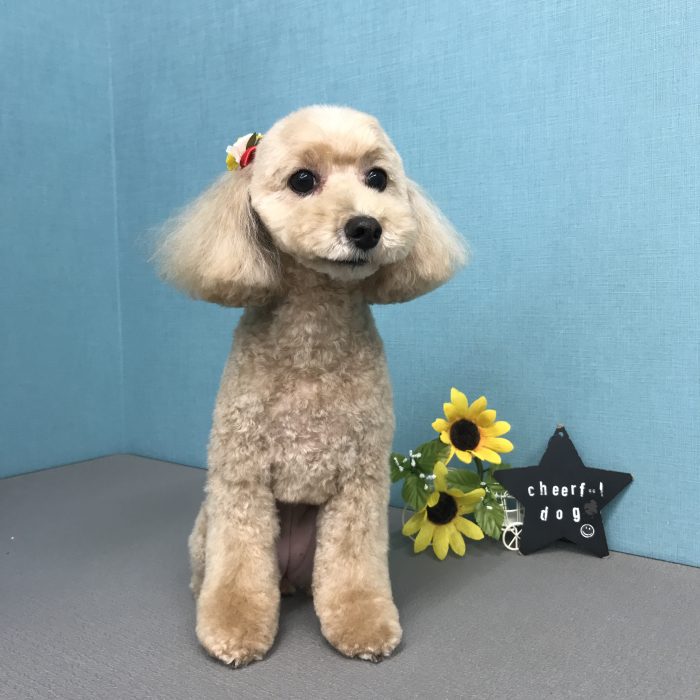 モコちゃん（トイプードル）