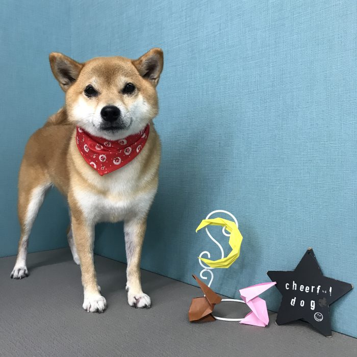 安田　むぎちゃん
