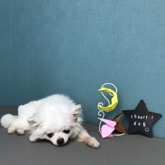 安高　ウメちゃん
