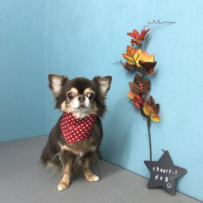 中島　ランドルトくん