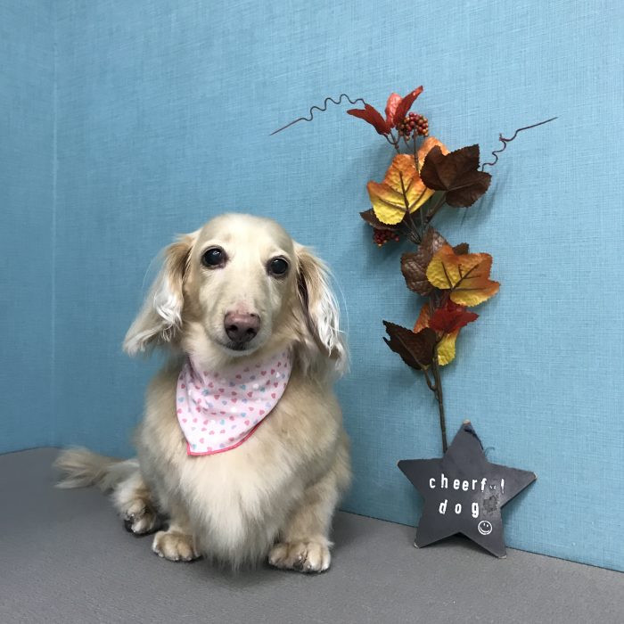 メイちゃん（ダックス）