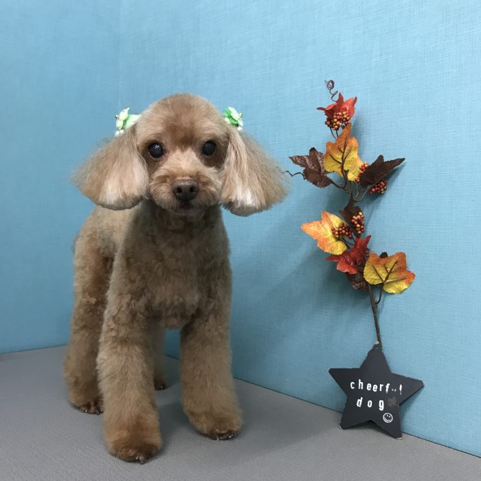 ココくん（トイプードル）