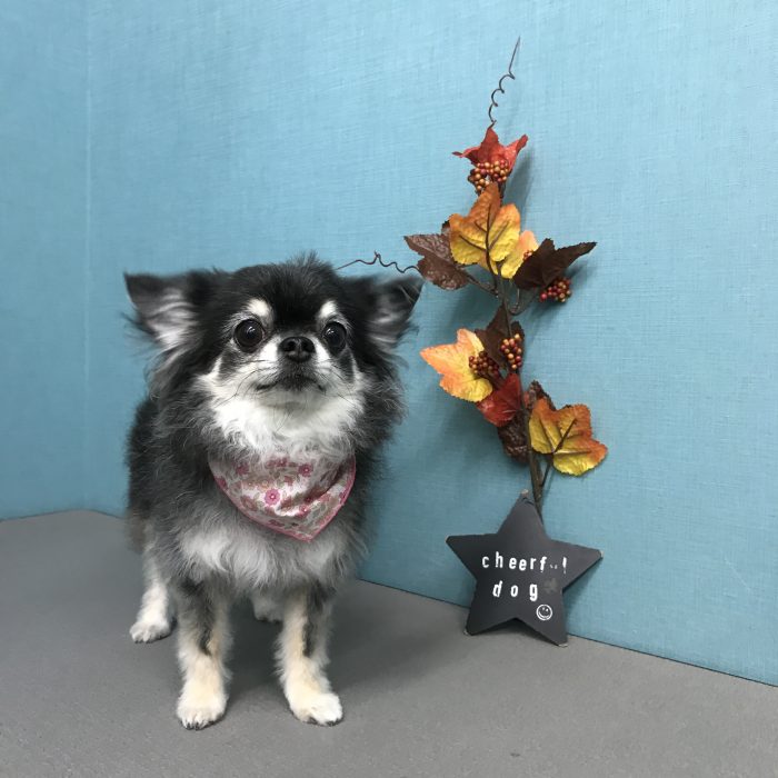 あずきちゃん（チワワ）