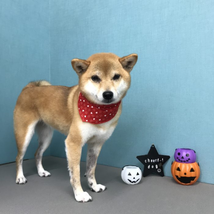 安田　むぎちゃん