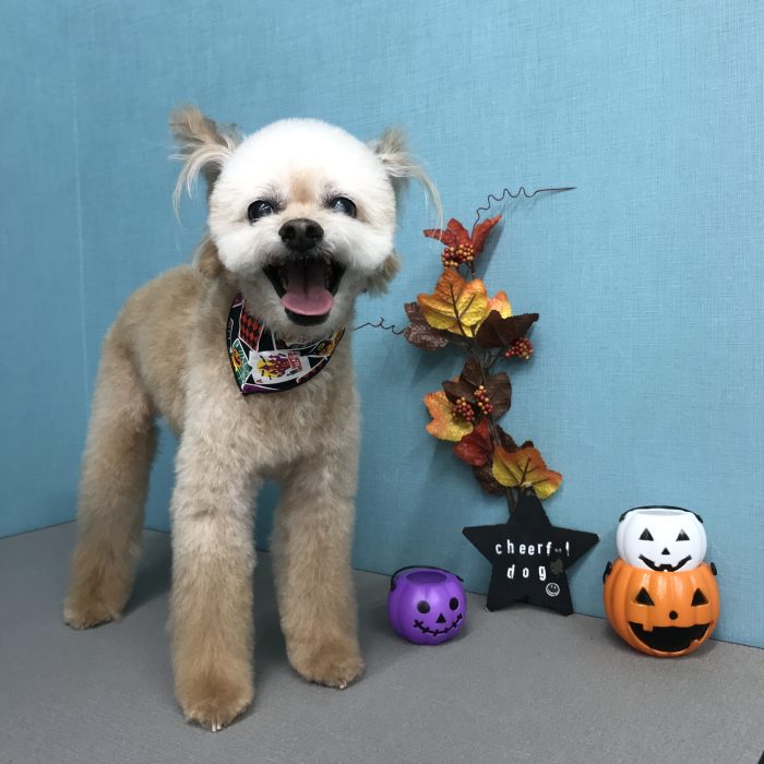 苗代　エースくん