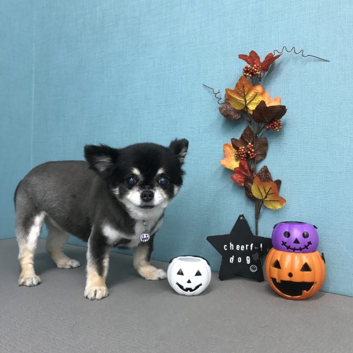 くうちゃん（チワワ）