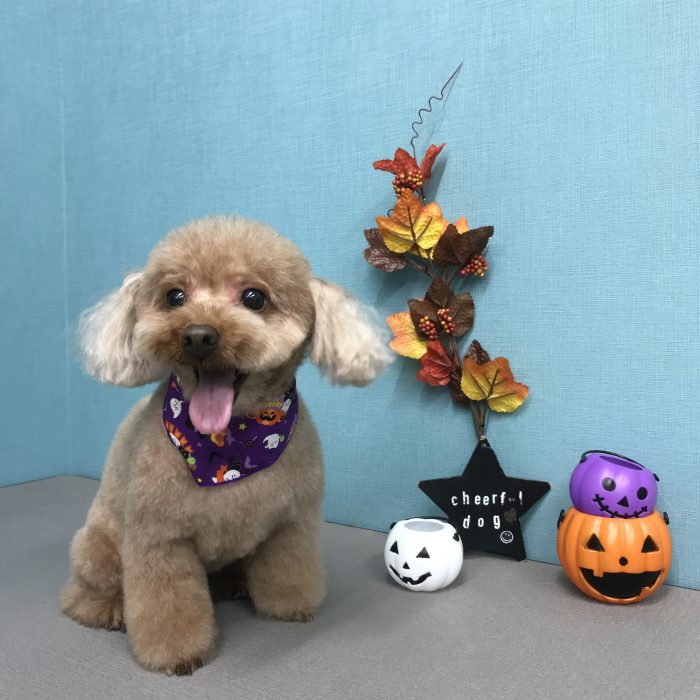 湊　ピョンちゃん