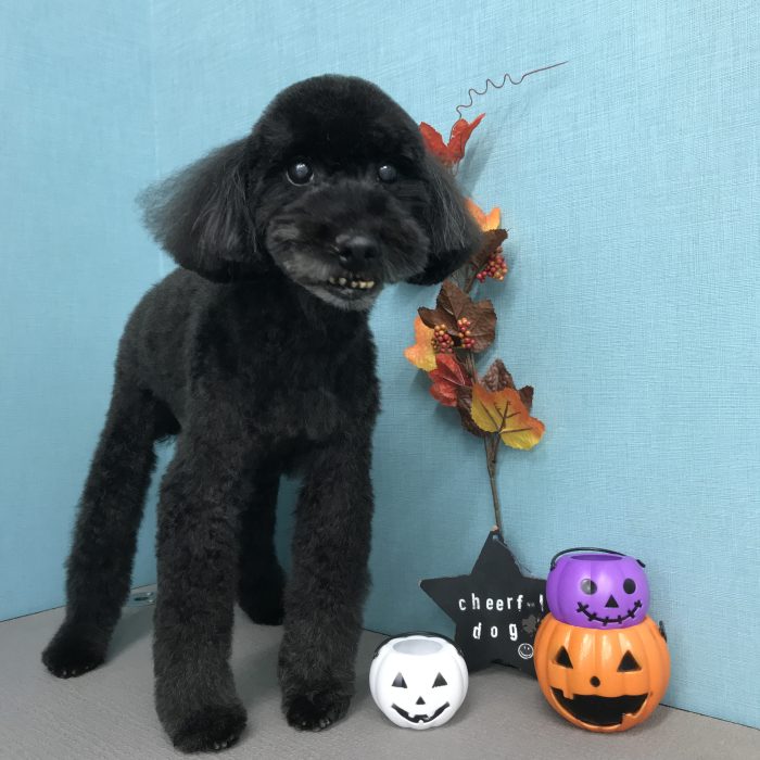 なつきくん（トイプードル）