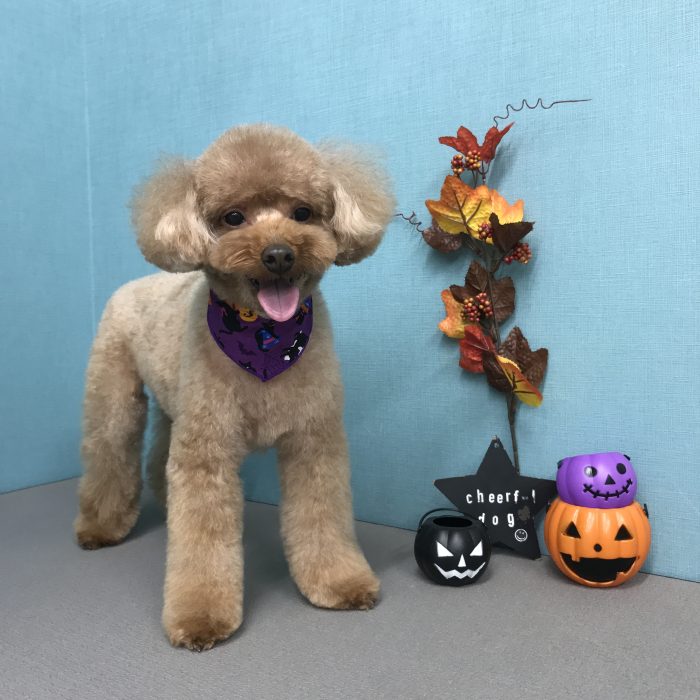 木下　キスケくん