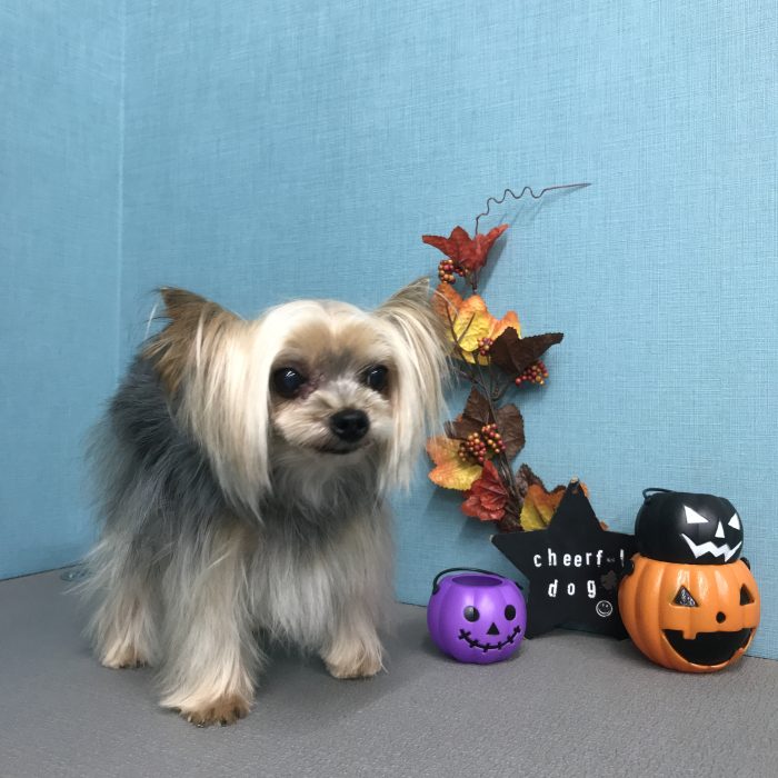 ちぃちゃん（ヨーキー）