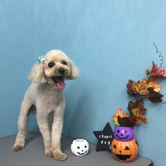 そうくん（トイプードル）