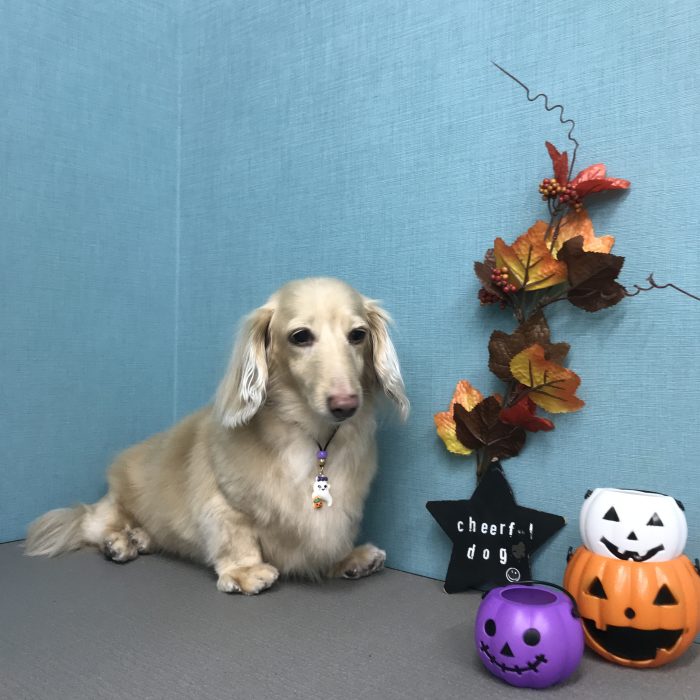 メイちゃん（ダックス）