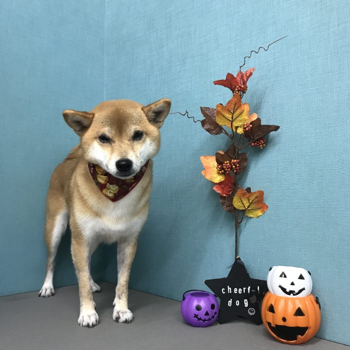 安田　むぎちゃん