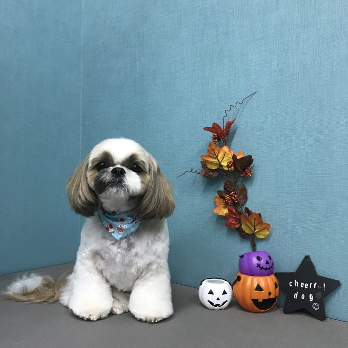 レオくん（シーズー）