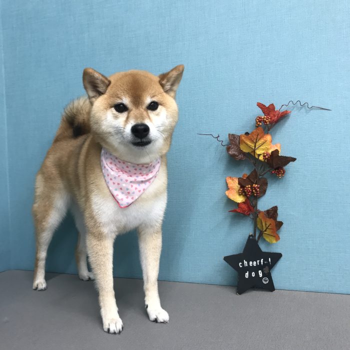 中川　さくらちゃん