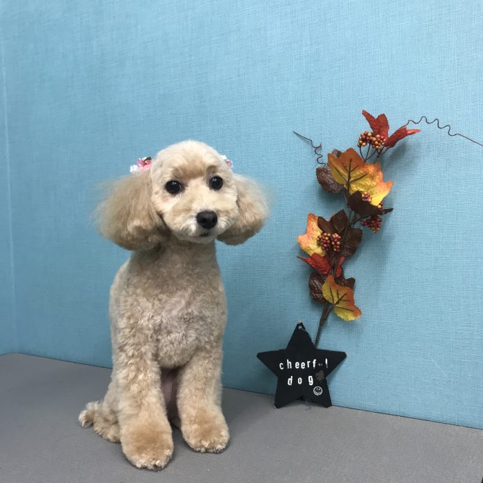 モコちゃん（トイプードル）