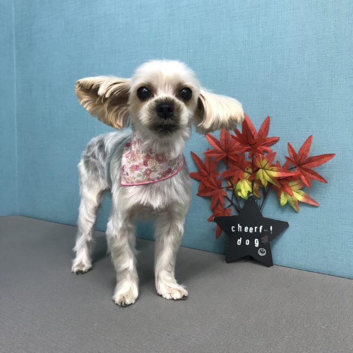 川西　Ｓｋｙちゃん