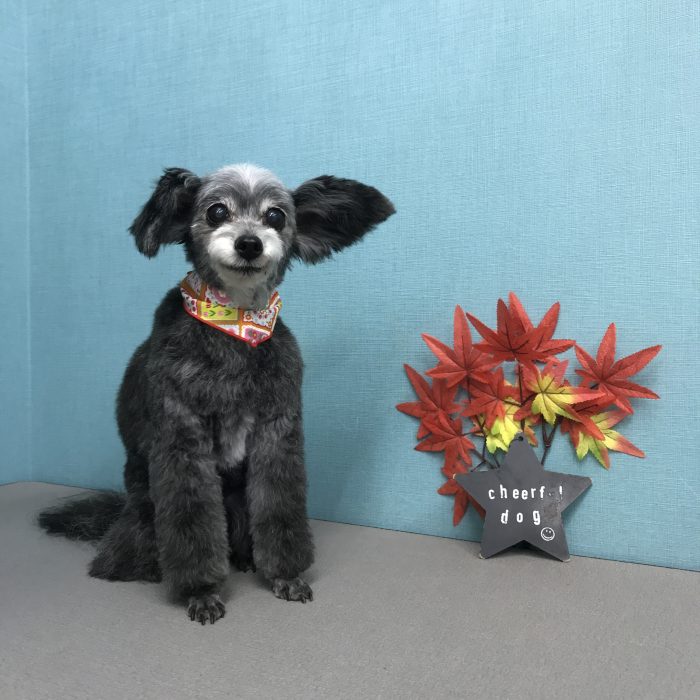 小鍛治　ハッピーちゃん