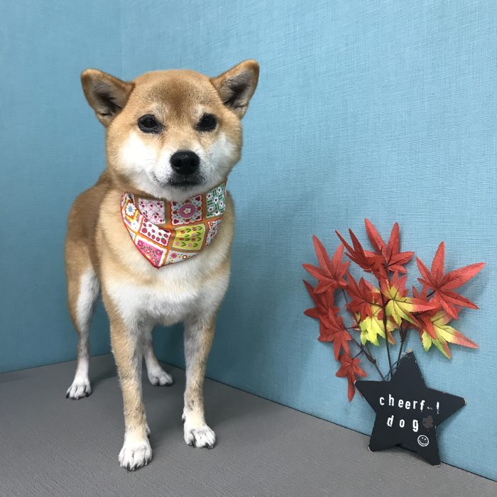 安田　むぎちゃん