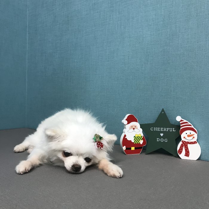 安高　ウメちゃん