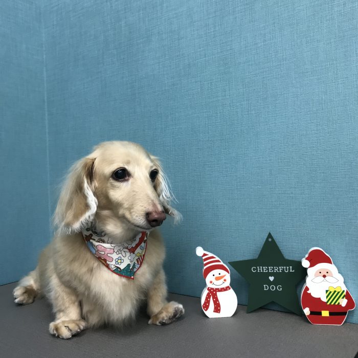 メイちゃん（ダックス）