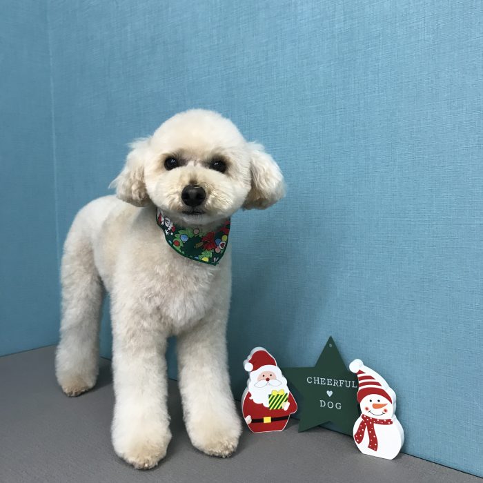 レオンくん（トイプードル）