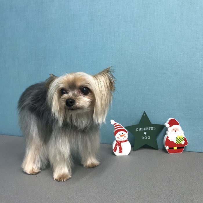 ちぃちゃん（ヨーキー）