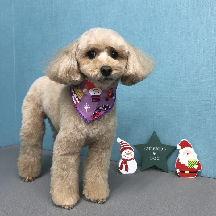 ももちゃん（トイプードル）