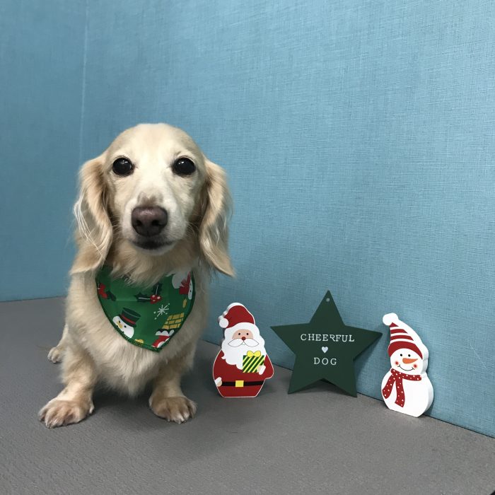 上杉　みるくちゃん