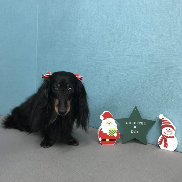 上杉　モカちゃん