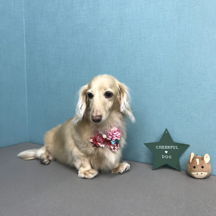 メイちゃん（ダックス）