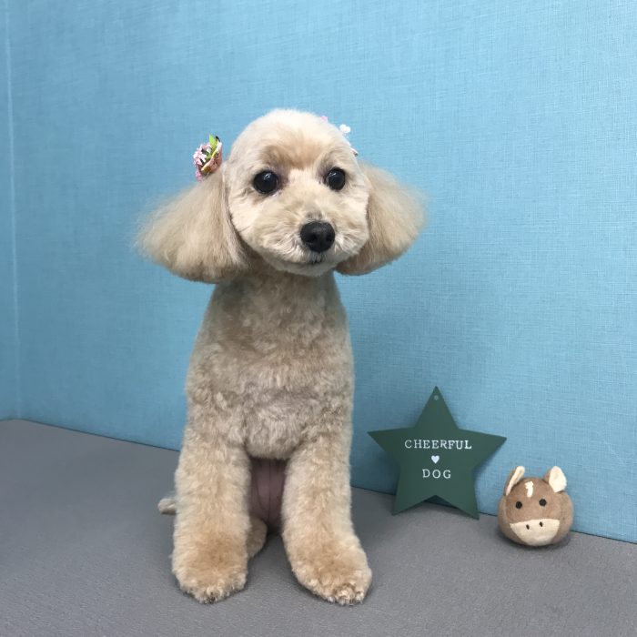 モコちゃん（トイプードル）