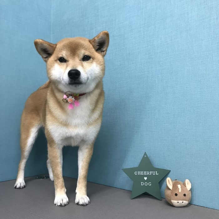 安田　むぎちゃん