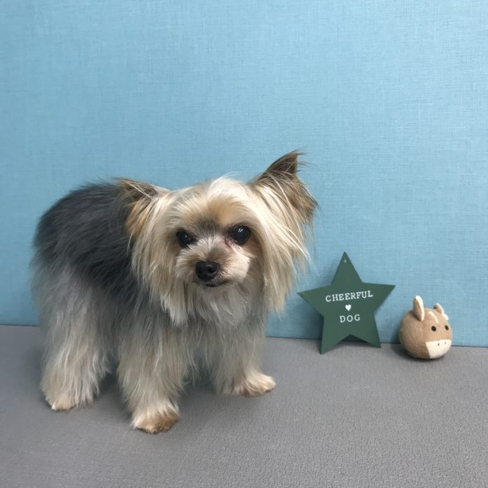 ちぃちゃん（ヨーキー）