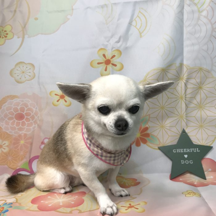 安高　マツちゃん