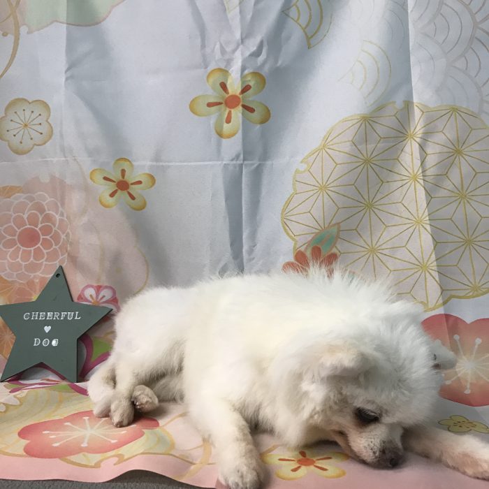 安高　ウメちゃん