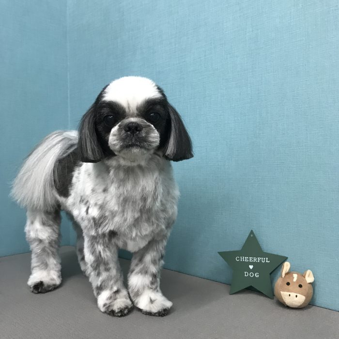 マロンくん（シーズー）